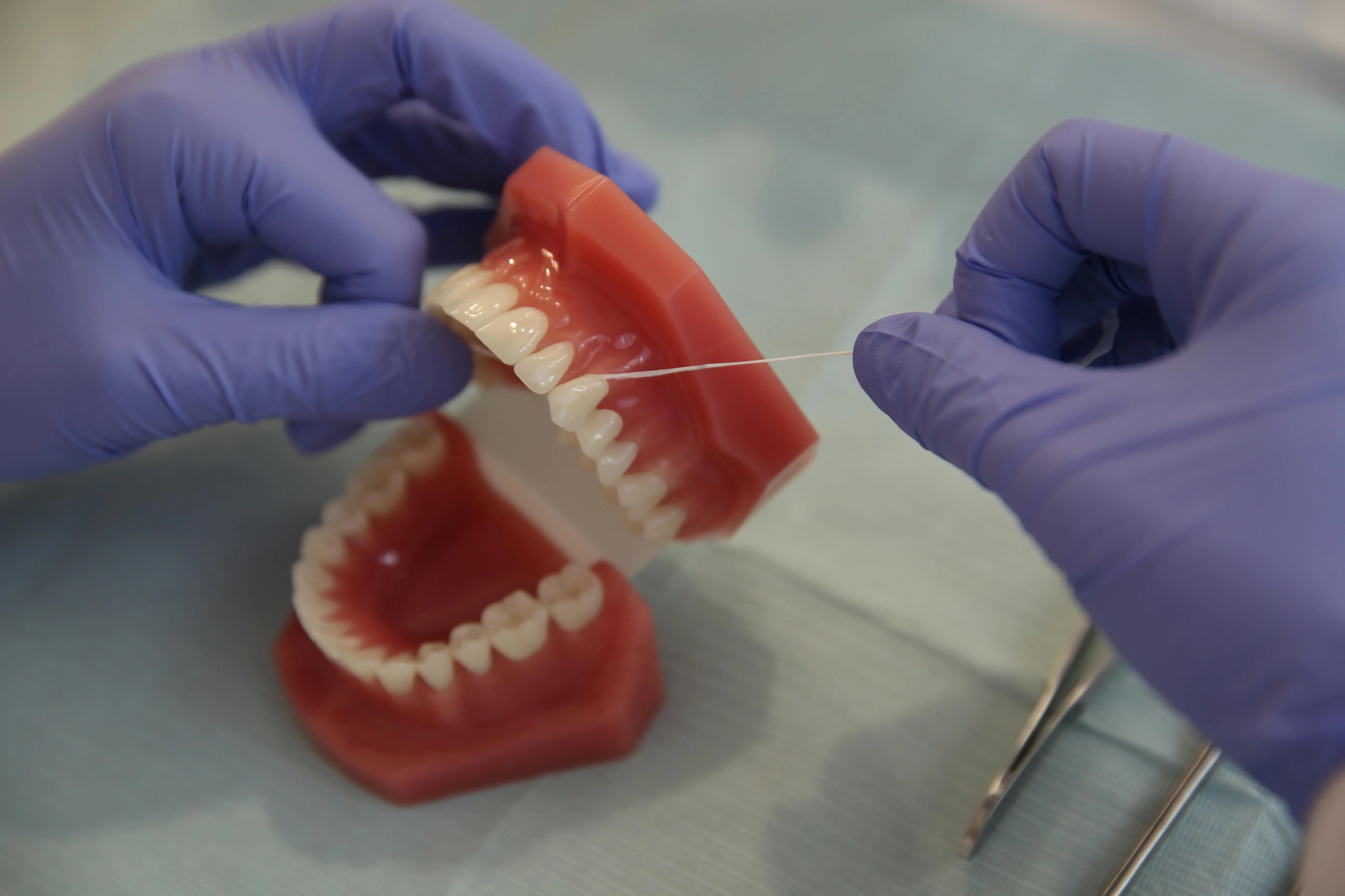 Photo Gloved Hands Flossing Dental Model For Dental Implant Maintenance