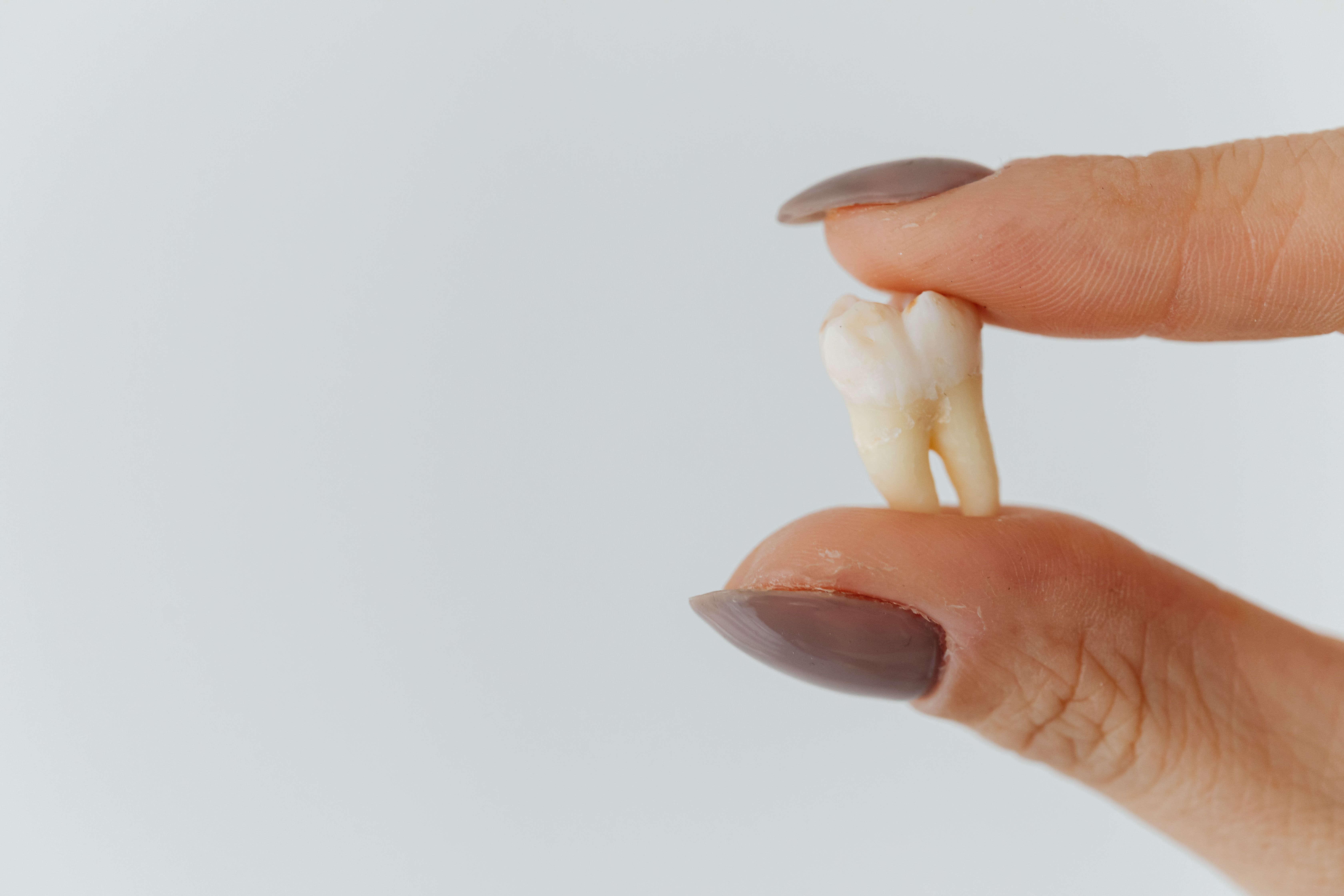 Photo Extracted Tooth Held Between Fingers Close Up